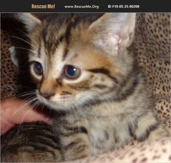 ADOPT 19052500208 ~ Toyger Rescue ~ Dallas, TX