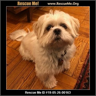 - New York Lhasa Apso Rescue - ADOPTIONS - Rescue Me!