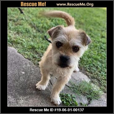 - Texas Affenpinscher Rescue - ADOPTIONS - Rescue Me!