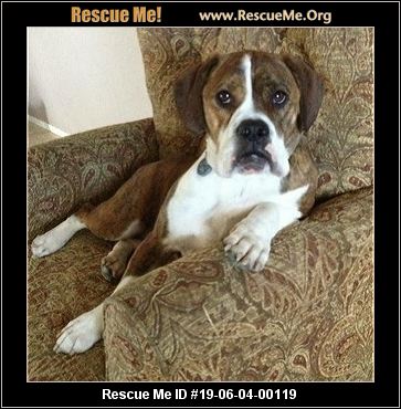 - Nevada Dog Rescue - ADOPTIONS - Rescue Me!