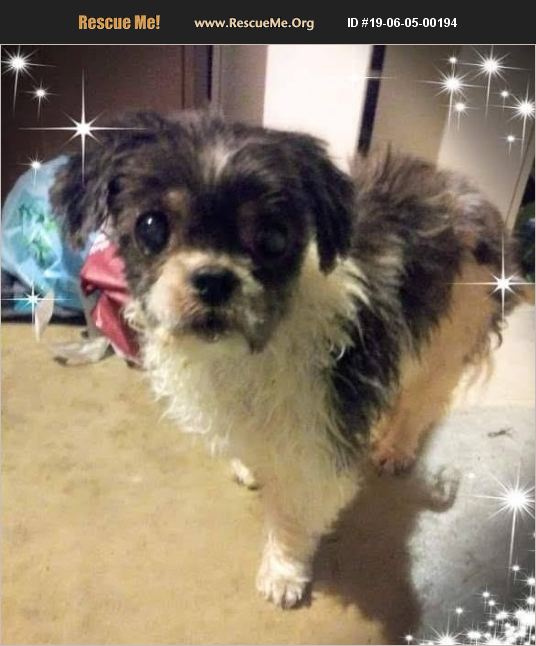 ADOPT 19060500194 ~ Shih Tzu Rescue ~ Allegheny County, PA