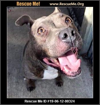 - Illinois Pit Bull Rescue - ADOPTIONS - Rescue Me!