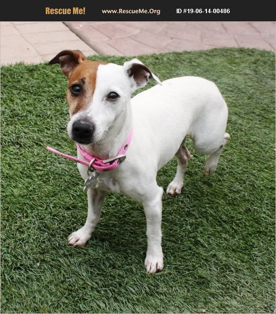 ADOPT 19061400486 ~ Jack Russell Rescue ~ Phoenix, AZ