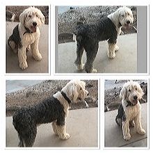 old english sheepdog rescue midwest