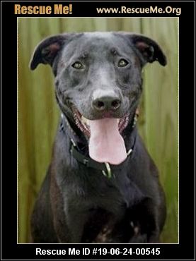 - Florida Lab Rescue - ADOPTIONS - Rescue Me!