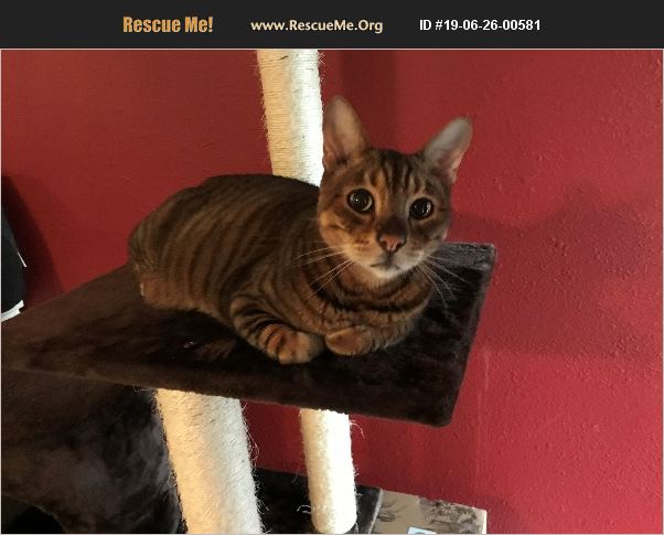 ADOPT 19062600581 ~ Toyger Rescue ~ Friendswood, TX