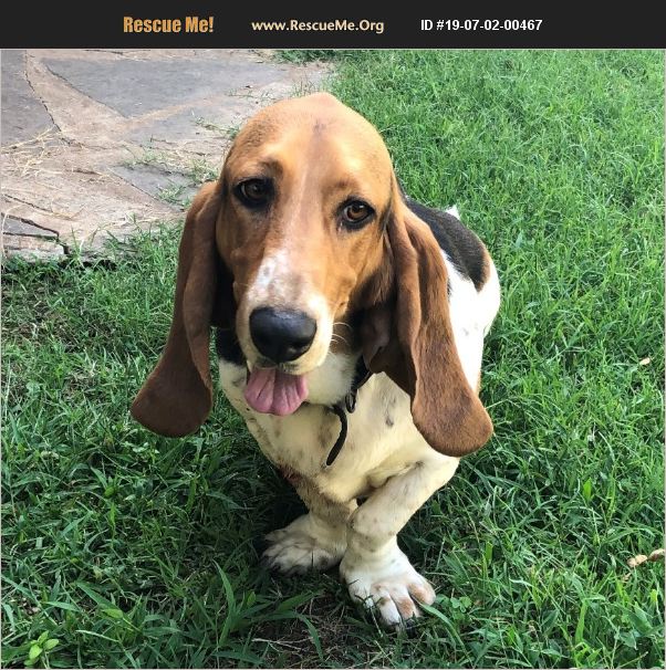 ADOPT 19070200467 ~ Basset Hound Rescue ~ Oklahoma City, OK