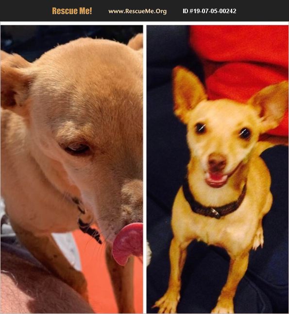 ADOPT 19070500242 ~ Chihuahua Rescue ~ Orange County, CA