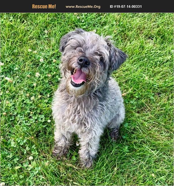 ADOPT 19071400331 ~ Schnauzer Rescue ~ Traverse City, MI