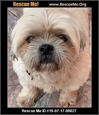 - Florida Lhasa Apso Rescue - ADOPTIONS - Rescue Me!