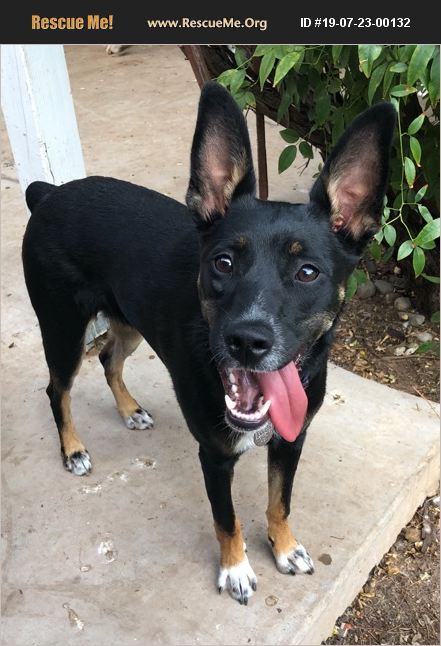 ADOPT 19072300132 ~ Australian Kelpie Rescue ~ Phoenix, AZ