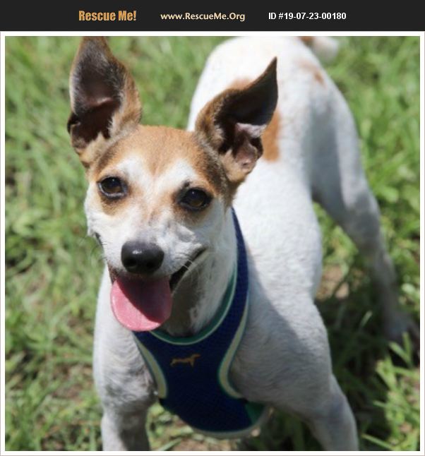 ADOPT 19072300180 ~ Jack Russell Rescue ~ Tavares, FL