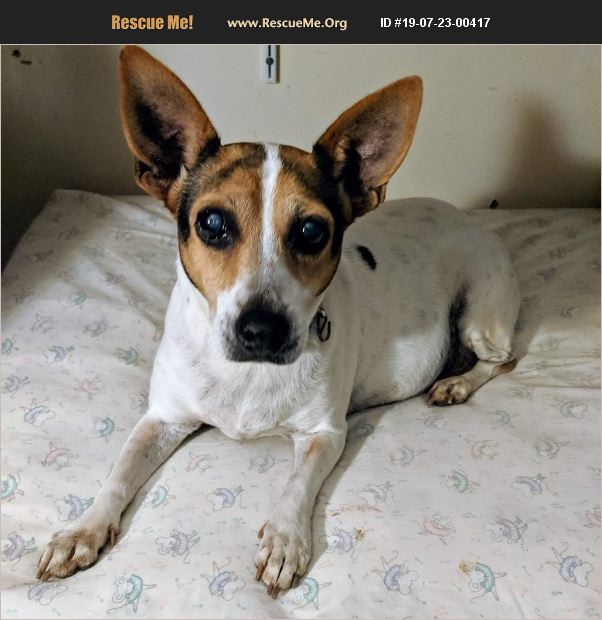 ADOPT 19072300417 ~ Jack Russell Rescue ~ Pensacola, FL