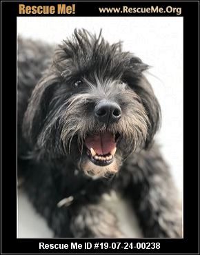 - California Cockapoo Rescue - ADOPTIONS - Rescue Me!