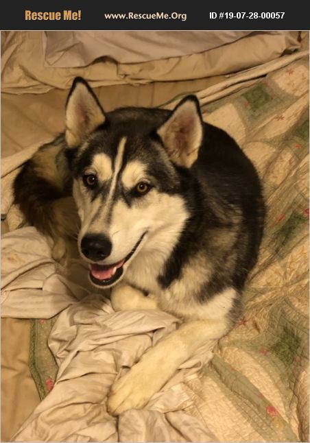 ADOPT 19072800057 ~ Siberian Husky Rescue ~ Joplin, MO