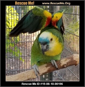 - Florida Pet Bird Rescue - ADOPTIONS - Rescue Me!