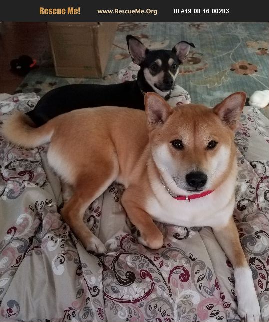 ADOPT 19081600283 ~ Shiba Inu Rescue ~ Wallingford, CT