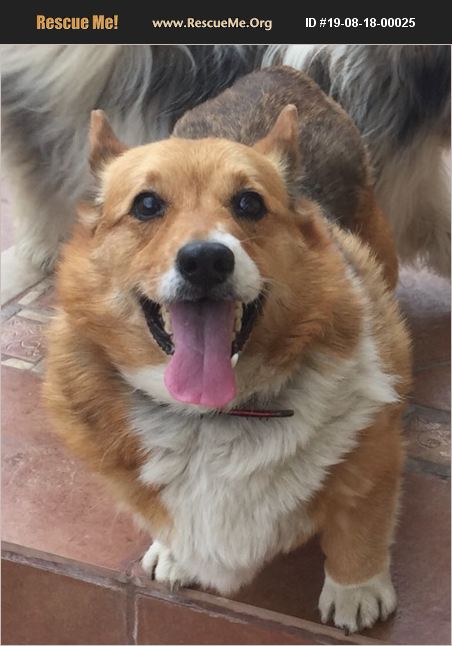 ADOPT 19081800025 ~ Corgi Rescue ~ Los Angeles, CA