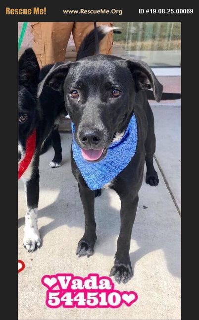 ADOPT 19082500069 ~ Lab Rescue ~ Boston, MA