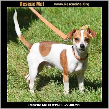 - Illinois Dog Rescue - ADOPTIONS - Rescue Me!