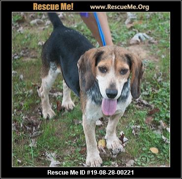 - West Virginia Dog Rescue - ADOPTIONS - Rescue Me!