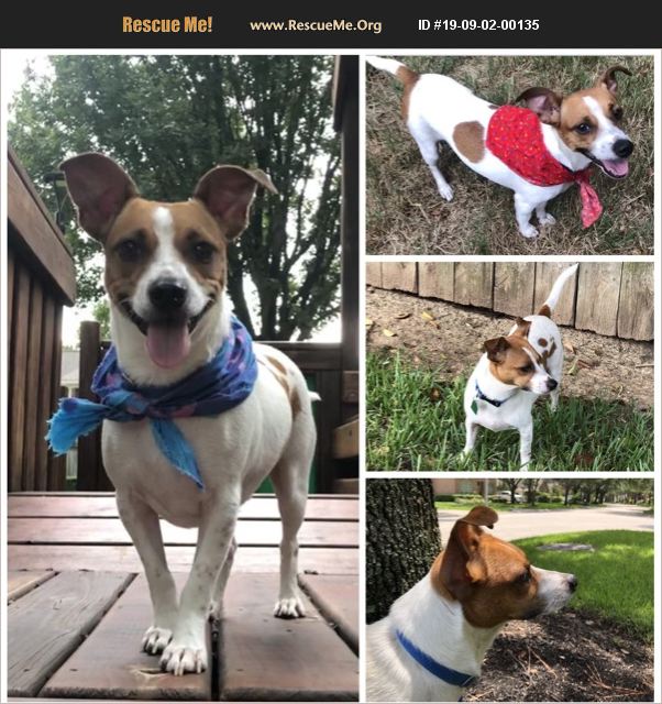 ADOPT 19090200135 ~ Jack Russell Rescue ~ Texas
