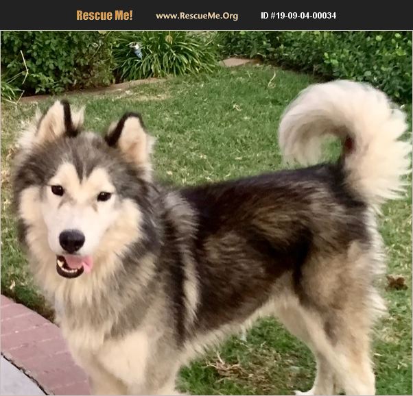 ADOPT 19090400034 ~ Alaskan Malamute Rescue ~ Los Angels , CA