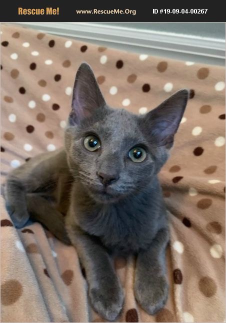 ADOPT 19090400267 ~ Russian Blue Rescue ~ Brandon, FL