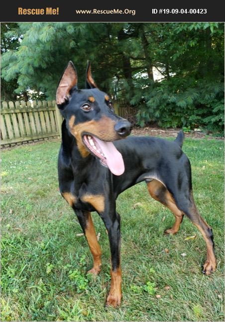 ADOPT 19090400423 ~ Doberman Pinscher Rescue ~ Phoenixville, PA