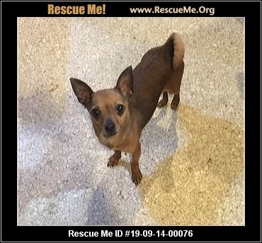 - Louisiana Chihuahua Rescue - ADOPTIONS - Rescue Me!