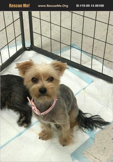 ADOPT 19091400100 ~ Yorkie Rescue ~ Hesperia , CA