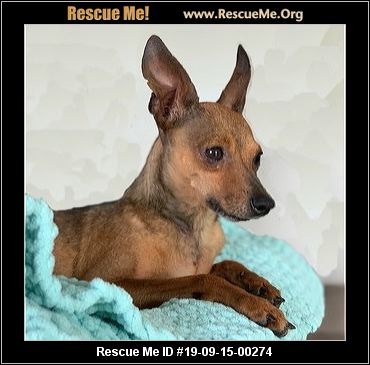 - Iowa Dog Rescue - ADOPTIONS - Rescue Me!