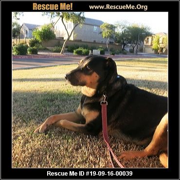 - Arizona Dog Rescue - ADOPTIONS - Rescue Me!