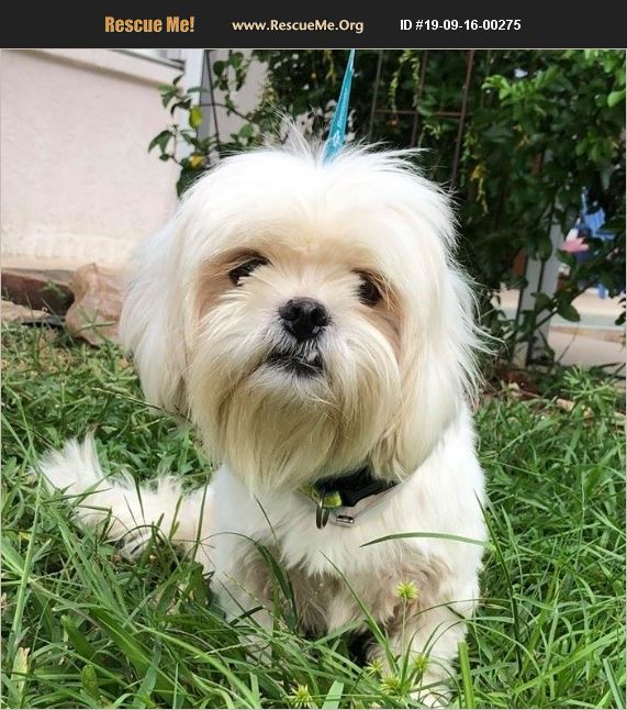 ADOPT 19091600275 ~ Shih Tzu Rescue ~ Cape Coral, FL