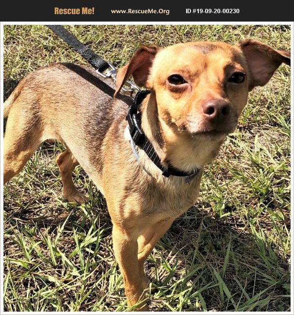 ADOPT 19092000230 ~ Chihuahua Rescue ~ Tavares, FL