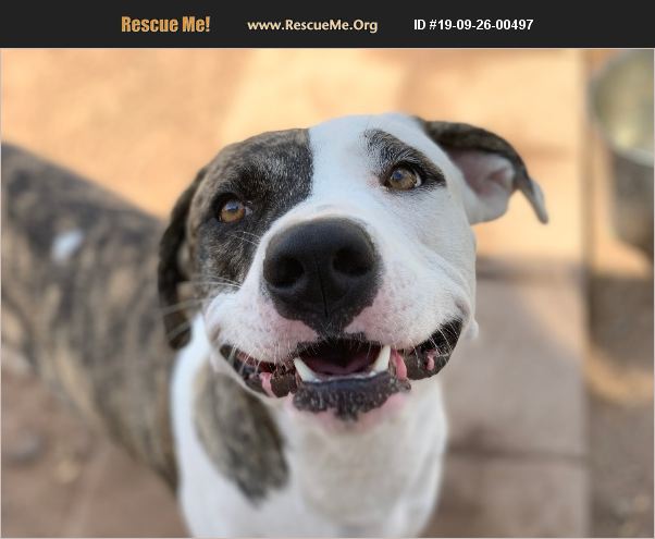 ADOPT 19092600497 ~ Lab Rescue ~ Phoenix, AZ