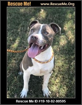 - Florida American Bulldog Rescue - ADOPTIONS - Rescue Me!