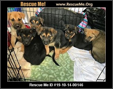 - Connecticut German Shepherd Rescue - ADOPTIONS - Rescue Me!