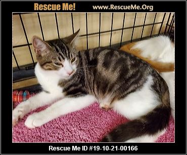 - California Cat Rescue - ADOPTIONS - Rescue Me!