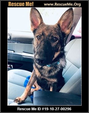 - North Carolina German Shepherd Rescue - ADOPTIONS - Rescue Me!