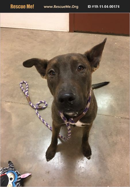 ADOPT 19110400174 ~ Bull Terrier Rescue ~ Phoenix, AZ