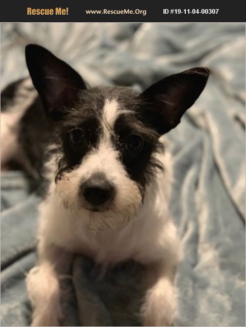 ADOPT 19110400307 ~ Jack Russell Rescue ~ Texas