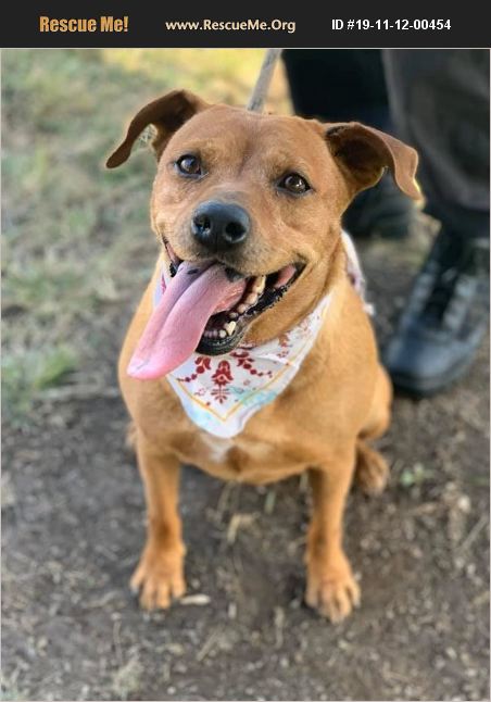 ADOPT 19111200454 ~ Dachshund Rescue ~ zanesville, OH