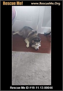 - Virginia Siberian Husky Rescue - ADOPTIONS - Rescue Me!