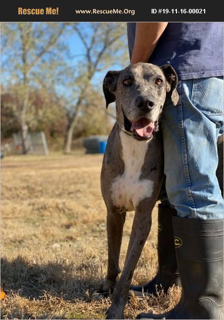 ADOPT 19111600021 ~ Great Dane Rescue ~ Washington