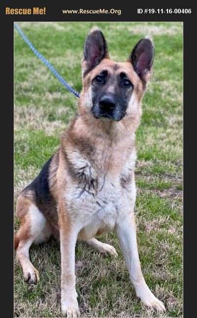 ADOPT 19111600406 ~ German Shepherd Rescue ~ Loganville , GA