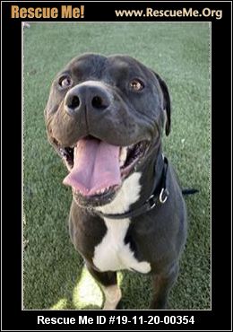 - Arizona Lab Rescue - ADOPTIONS - Rescue Me!