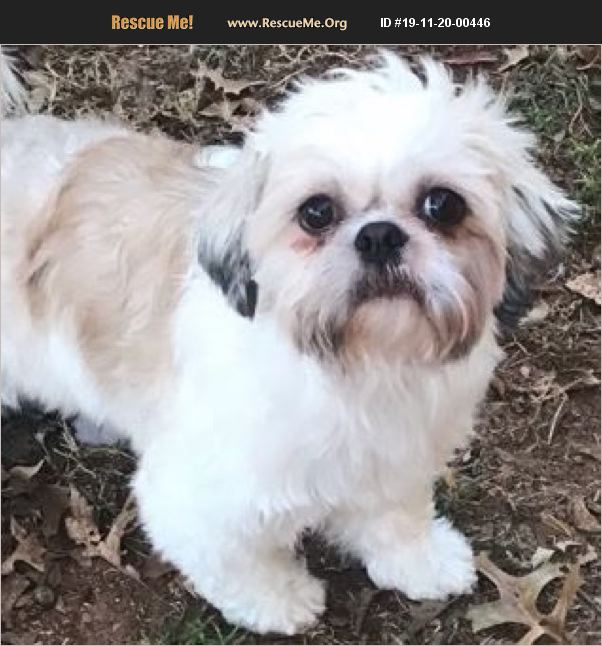 ADOPT 19112000446 ~ Shih Tzu Rescue ~ Oklahoma City, OK