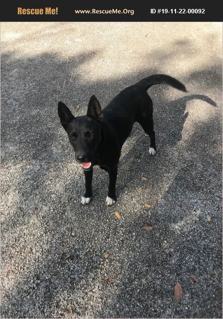 ADOPT 19112200092 ~ Australian Kelpie Rescue ~ Boerne, TX