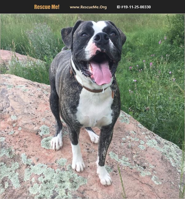 ADOPT 19112500330 ~ American Bulldog Rescue ~ Boulder, CO